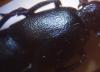 55450 – Photo : Anonyme – France (53)