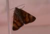 55009 – Photo : camille thomas – France (39)