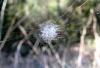 55087 – Photo : Jules d'Oc – France (34)