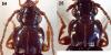 55311 – Photo : Piezo – France (00)