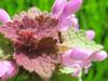 55801 – Photo : Druet Nicole – Belgique