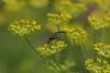 55742 – Photo : Andre PASCAL – France (22)
