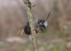 55579 – Photo : congo – Belgique