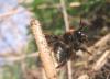 55486 – Photo : congo – Belgique