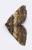 55261 – Photo : Louis Weitten – France (57)