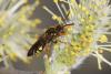 55325 – Photo : eudemis – France (33)