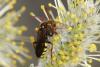 55390 – Photo : eudemis – France (33)