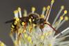 55391 – Photo : eudemis – France (33)