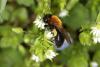 55304 – Photo : eudemis – France (33)