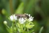 55323 – Photo : eudemis – France (33)