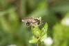 55324 – Photo : eudemis – France (33)