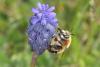 55752 – Photo : eudemis – France (33)