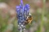 55753 – Photo : eudemis – France (33)