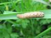 55760 – Photo : E. Douillard – France (49)
