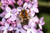 55777 – Photo : eudemis – France (33)