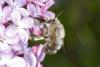 55779 – Photo : eudemis – France (33)