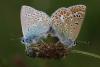 55621 – Photo : Andre PASCAL – France (22)