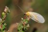 55654 – Photo : patrick derennes – France (77)