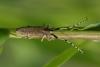 55634 – Photo : Andre PASCAL – France (22)