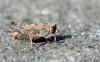 55897 – Photo : patrick derennes – France (77)