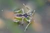55227 – Photo : henri maleysson – France (43)