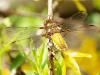 55814 – Photo : Bernard BOHER – France (09)