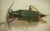 Malachius bipustulatus