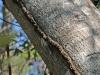 55309 – Photo : Jean-Yves CRETIN – Madagascar