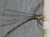 55244 – Photo : ckopera – Madagascar