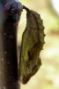 55145 – Photo : melano lanie – Suisse