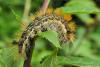 55287 – Photo : melano lanie – France (01)