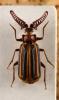 55154 – Photo : vanderbergh – Zambie