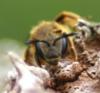 55515 – Photo : David Guedon – France (76)