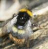 55587 – Photo : David Guedon – France (76)