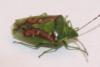 55681 – Photo : David Guedon – France (76)