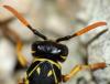55051 – Photo : Magalie Mazuy – France (25)