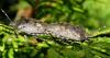 55773 – Photo : Axel Dehalleux – France (93)