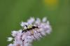 55129 – Photo : Robert Henno – Belgique