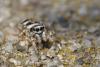 55996 – Photo : Marc Solari – France (68)