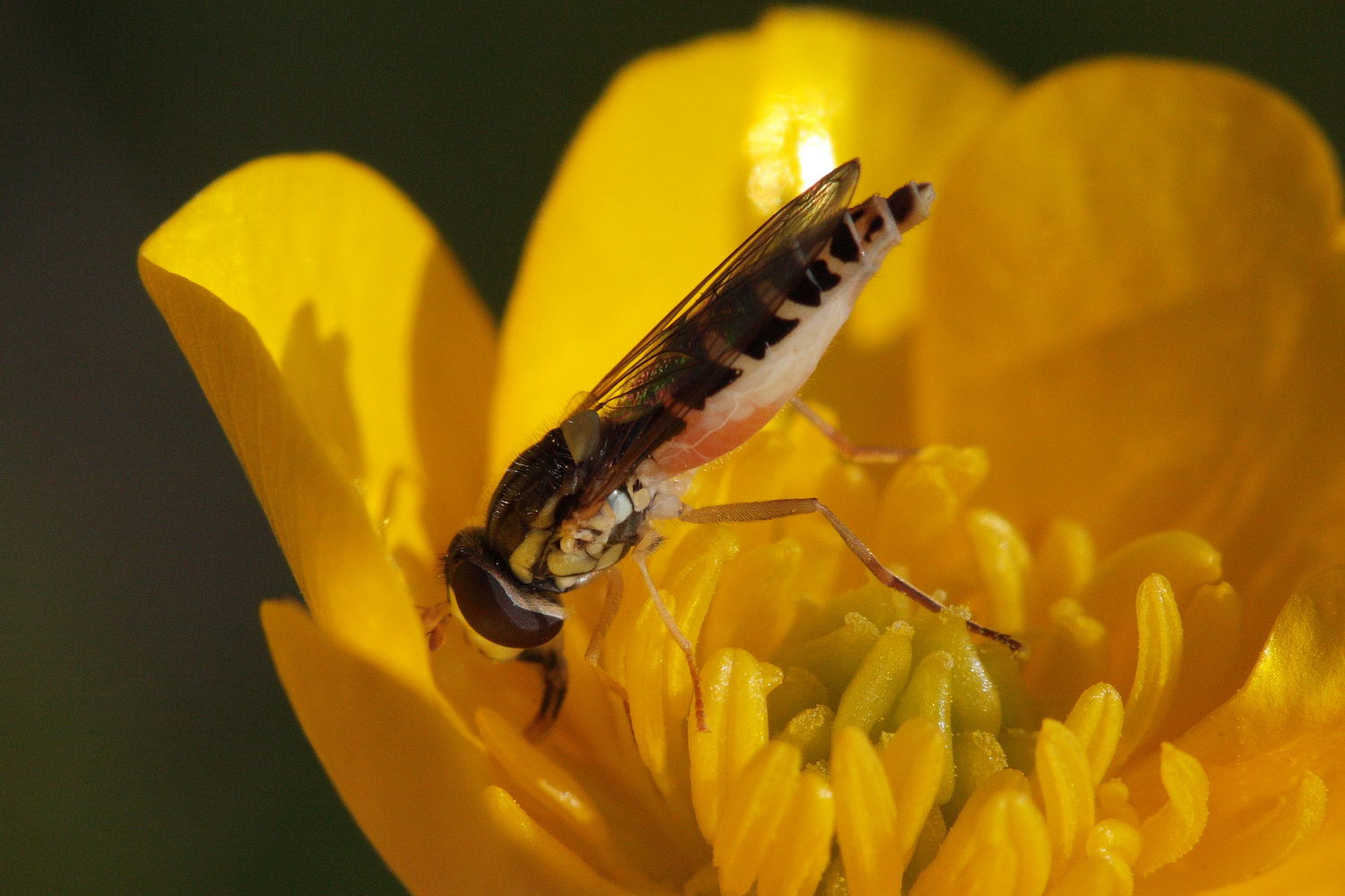 Jérémie Lemarié - Sphaerophoria sp. - réf. 55797 (1500 x 1000 pixels, 195 ko)