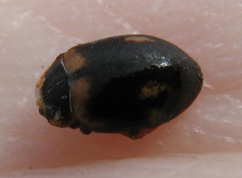 Axel Dehalleux - Aphidecta obliterata - réf. 55525 (829 x 608 pixels, 192 ko)