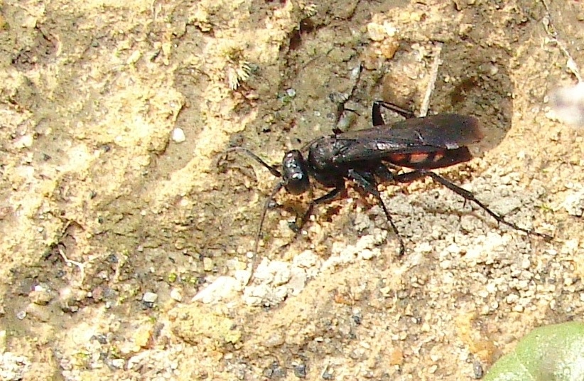 Phil - Anoplius (Arachnophroctonus) viaticus - réf. 55475 (822 x 536 pixels, 208 ko)
