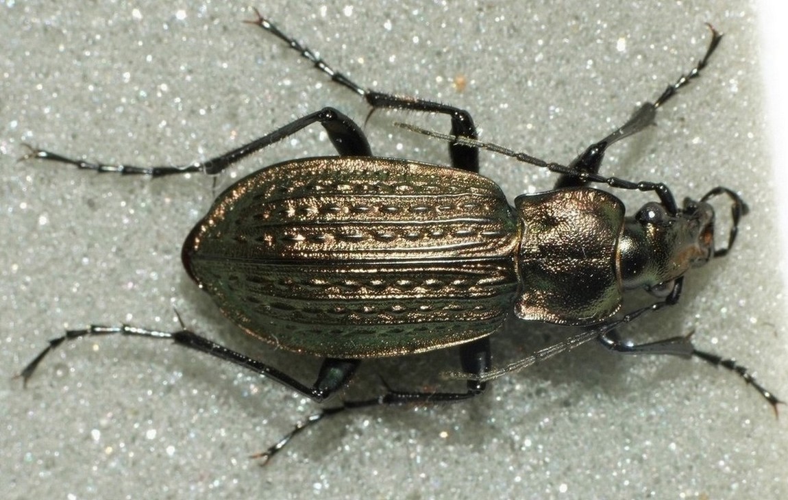 Magalie Mazuy - Carabus (Carabus) granulatus - réf. 55657 (1150 x 730 pixels, 218 ko)