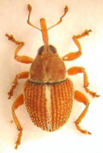 Réf. 56 229 : Micrelus ericae