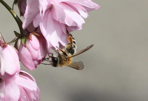 Andrena gravida
