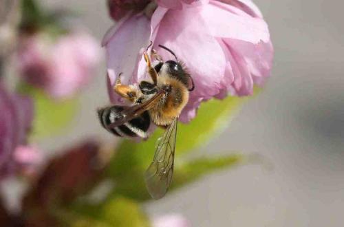 Andrena gravida