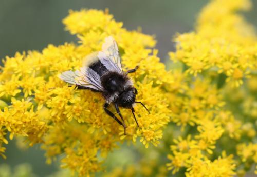 Bombus sp.