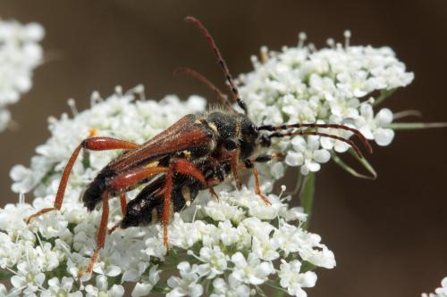 Réf. 56 818 : Stenopterus rufus