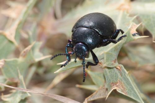 Timarcha goettingensis