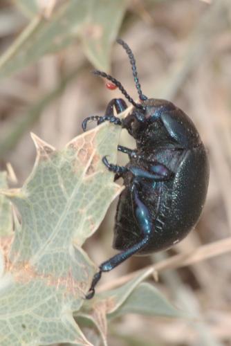 Timarcha goettingensis